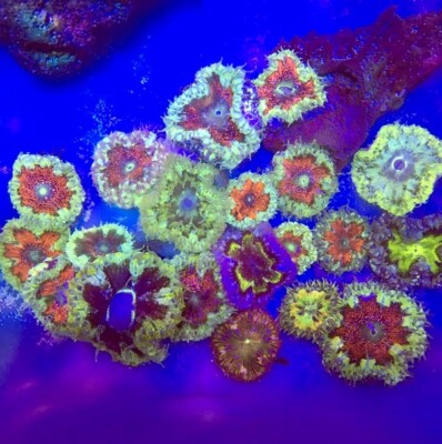 Rock Flower Anemone (1.5”) ultra Color 5 pack | eBay