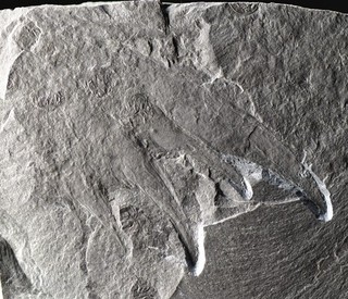 VERY RARE Omnidens Appendage Chengjiang Biota China