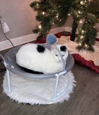 Cat bed, cat hammock