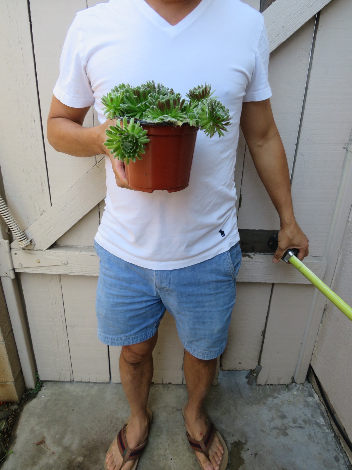 Sempervivum Arachnoideum Cebenese Cobweb Succulent