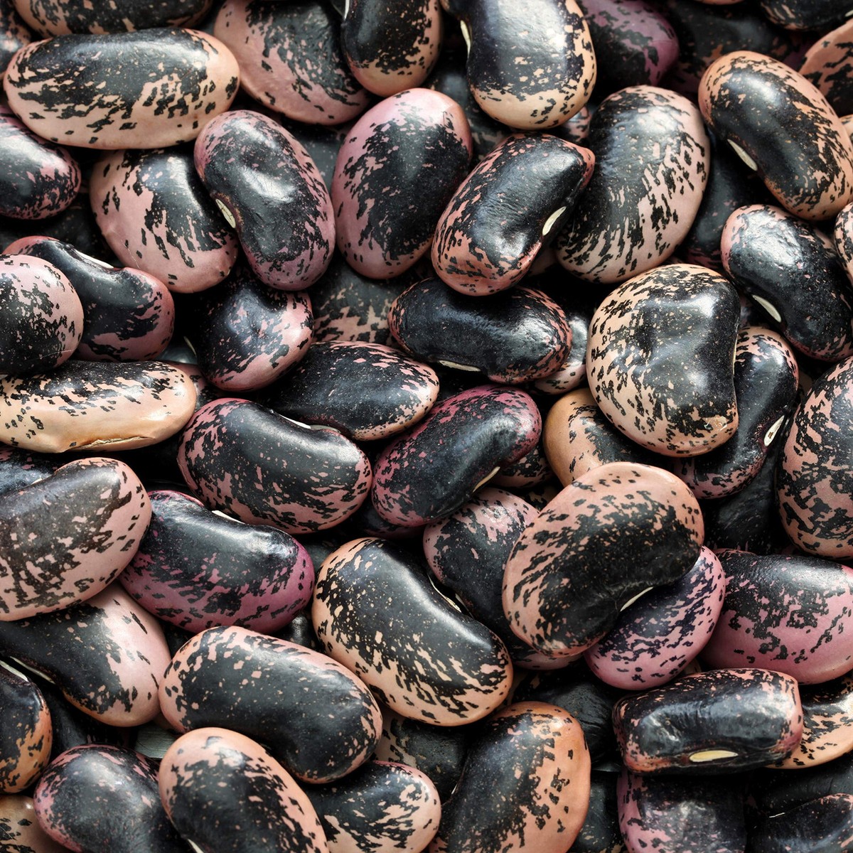 Scarlet Runner Bean Seeds (Pole) | Magic Beans Red Flower