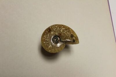 Ammonite Fossil Madagascar 2.75'' Polished AM6