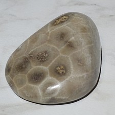 Polished Petoskey Stone Hexagonaria Michigan Fossil 1.5" .9 oz