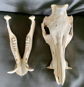 Wild boar Hog complete Skull Bone Display with Lower Jaw, Approx. 13 in Long