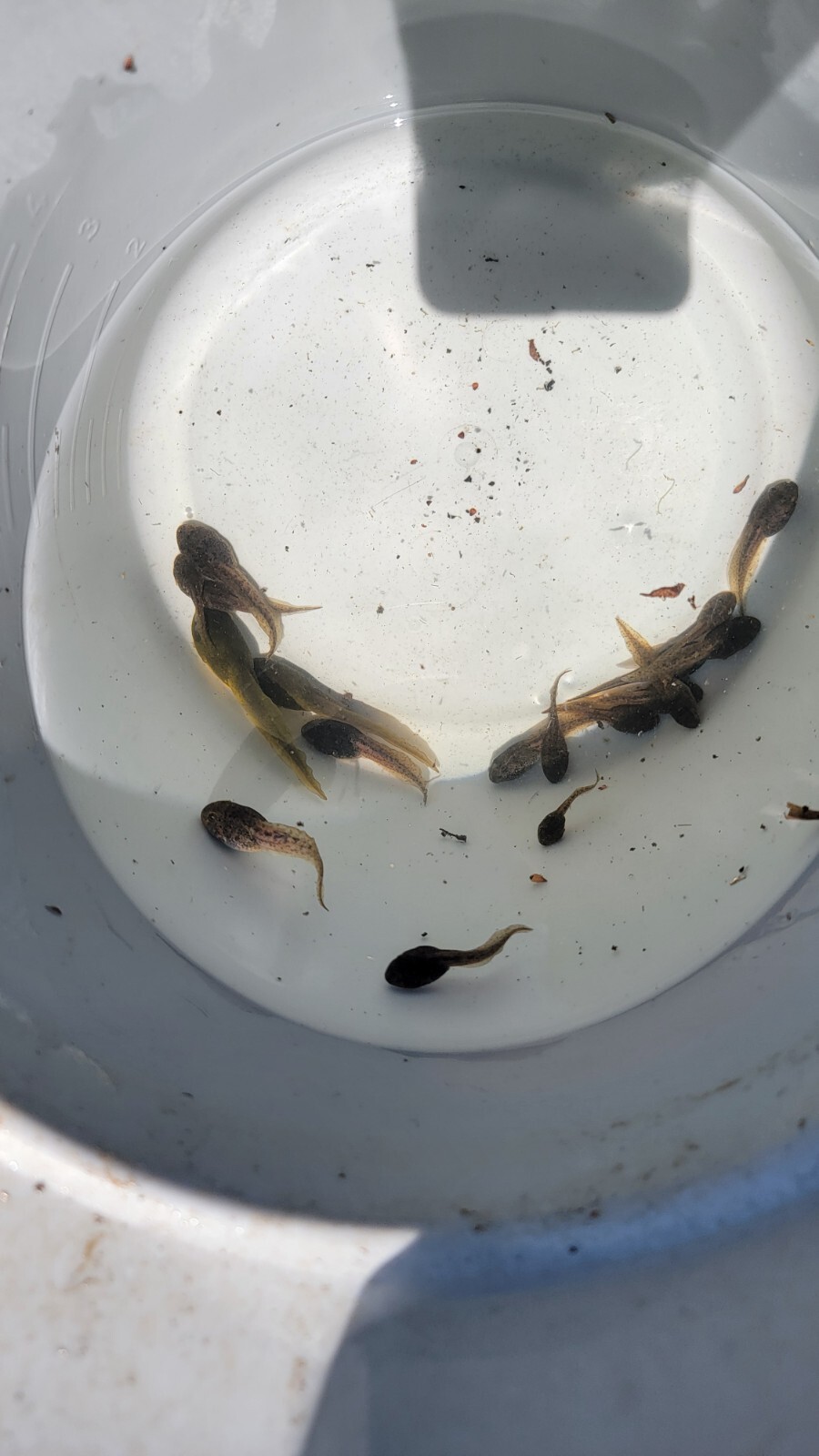 10 Lot Live Bullfrog Tadpoles For Sale. 1' 3' Inches. Feeder