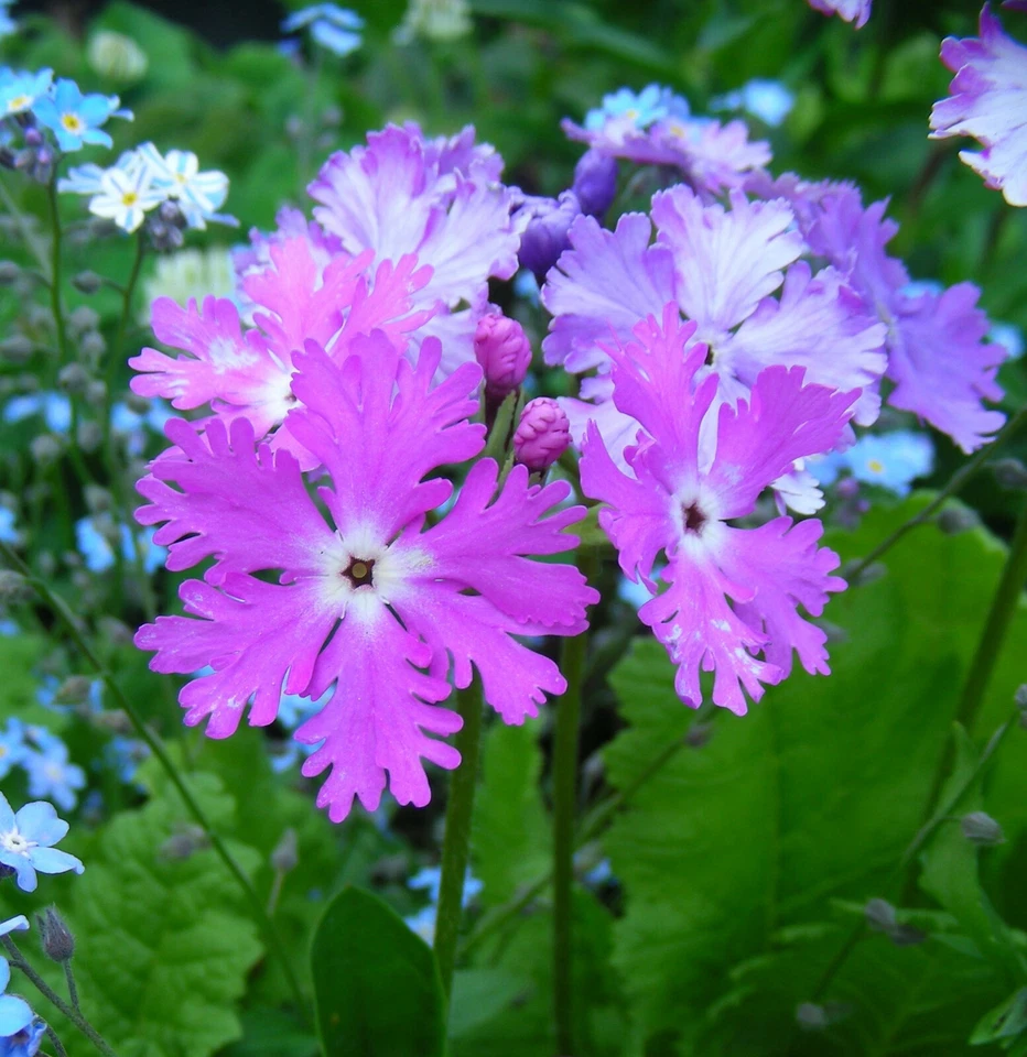 Primula Sieboldii : 60 Seeds : Sakurasou : Cherry Blossom Primrose  - Image 4 of 4