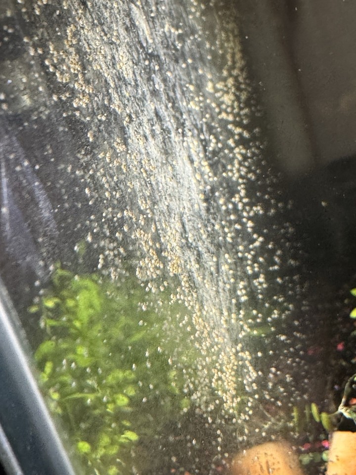 Ostracods (50+) – Live Seed Shrimp – Aquarium Algae Control And Cleanup Crew