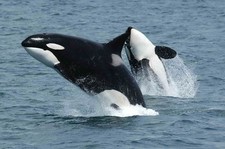Killer Whale 8x10 High Quality Photo Picture