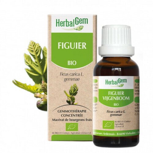 Bourgeon de Figuier Bio Herbalgem solution naturelle contre les brûlures d'estomac et l'anxiété
