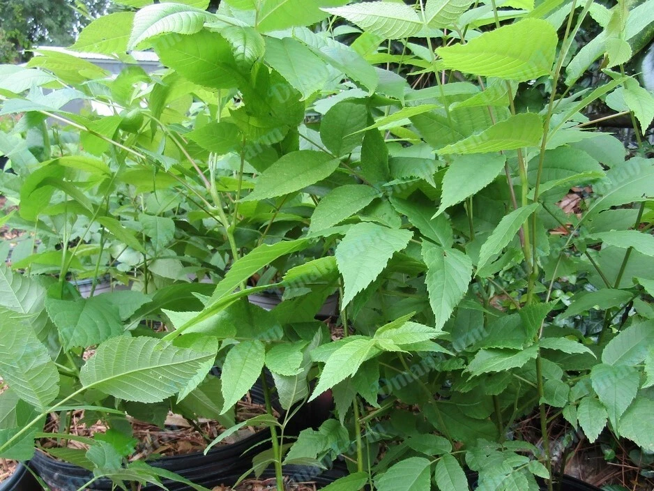 TRES (3) árboles de nogal negro, Juglans Nigra, planta viva plántula de raíz de barra Foto 4 de 4