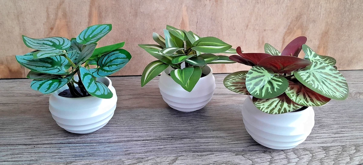 monstera adansonii marble Monstera Frozen Freckles