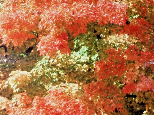 John R. Wells, Cibachrome Print, Maple, near Princeton, Mass. (#3) - Picture 3 of 6