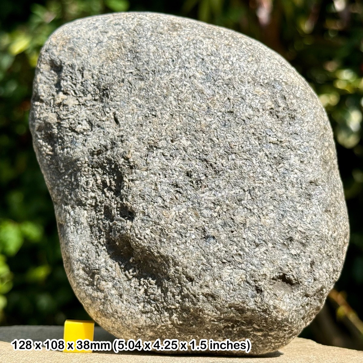 Rare Crinoid Star Slab Fossil Jurassic Coast, Lyme Regis, Dorset