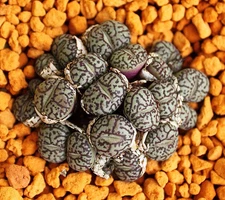 Conophytum Minimum Wittebergense rare mesembs exotic succulent stones  30 SEEDS