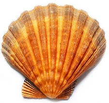 One Large Orange Lions Paw Scallop 5-6" Seashell for Smudging Crafts Beach Weddi