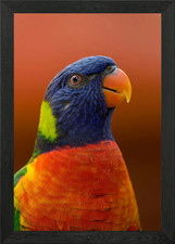 Rainbow Lorikeet Portrait Framed Wall Art Poster Canvas Print Picture