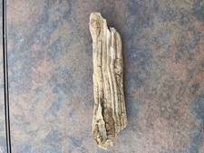 Natural Driftwood for Plants Terrarium Taxidermy Art Projects