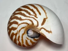 Formosa/SEASHELL/beauty shells 152mm.