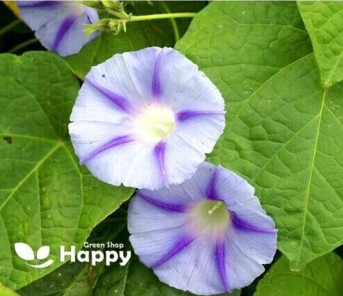 CLIMBING FLOWERS - Vines - Thunbergia Morning Glory Sweet Pea - Flower seeds - Picture 13 of 121