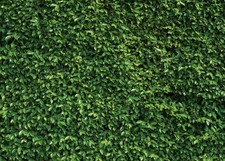 7x5Ft Green Leaves Natural Greenery Backdrop Photography Backdrop for Birthday