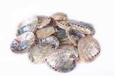 Green Abalone Sea Shell BOTH Side Polished Beach Craft 5" - 6" (15 pcs) #JC-066