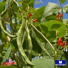 Bean Fresh Seeds - Pole - Scarlet Runner Non-GMO Heirloom Garden