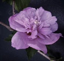 LIVE PLANT DOUBLE PURPLE ROSE OF SHARON HIBISCUS ALTHEA 6"to1' STARTER BUSH TREE