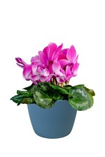 Blumentopf Übertopf Rund – 7 Größen, 11  Farben – Modern & Dekorativ