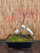 Bonsai di Acero Katsura h 32cm Visita il mio negozio!