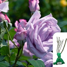 1 x Rosa Blue Moon Hybrid Tea Rose - Award-Winning Fragrant Lilac 