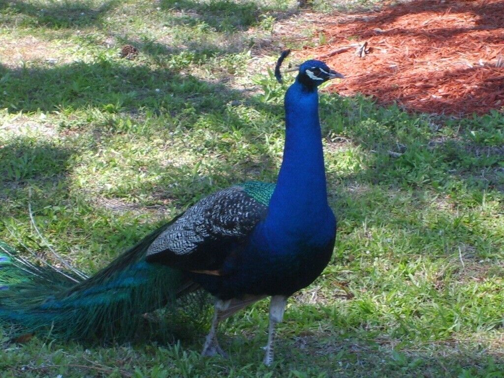 4 INDIA BLUE PEAFOWL HATCHING AVAILABLE At the price of surprise NOW EGGS Regular dealer -