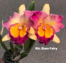 Orchid Plug Tray Of Rlc.Siam Fairy   2  Clone More Than 1 Year Old ,DEAL