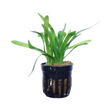 Dwarf Sagittaria Aquarium Freshwater Live Plants