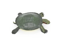 Pond Turtle Toy, Red Eared Slider, Realistic Rubber Model, Hand Painted 5"