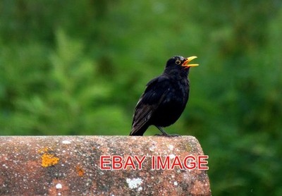 PHOTO  SINGING BLACKBIRD MALE BLACKBIRD IN FULL SONG TAKEN IN THE SUMMER.