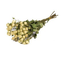 Dried Bunch Natural Spray of Roses 50cm/20 Inches White