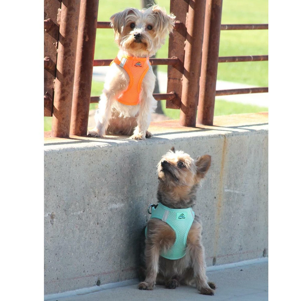 Dog Harness American River Teal Choke-Free - XXS-3XL