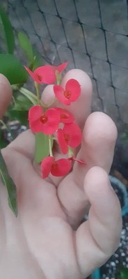 1 Cutting Crown Of Thorns Euphorbia Red Flowers- READ LISTING