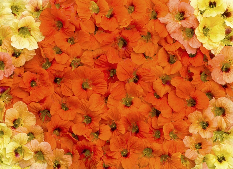 Semillas de flores de reliquia enana mezcla de joyas de capuchina Foto 3 de 4