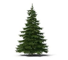 50 Balsam Fir Tree Seeds (Abies balsamea)