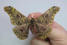Caligula Anna A- Set Specimen. Wings Spread. Entomology Specimen. Real Moth.