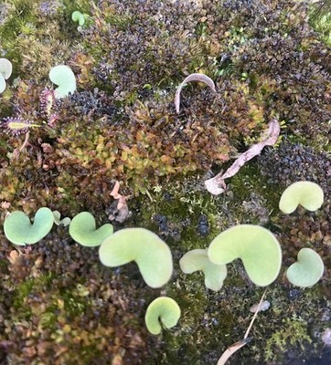 Utricularia Reniformis Potted Terrestrial Bladderwort Live Plant | eBay