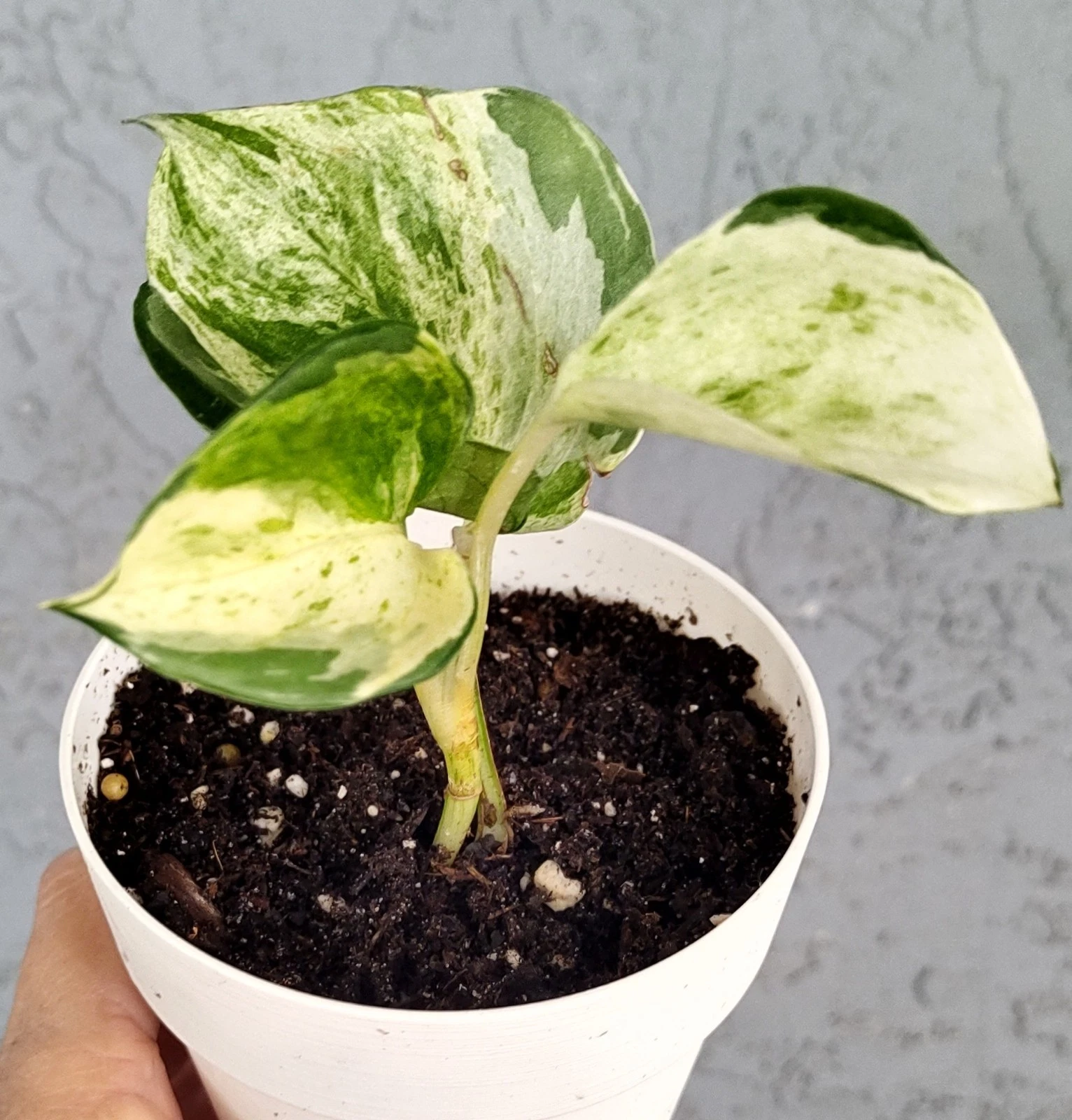 Manjula Pothos Epipremnum Aureum