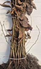 Hainbuche/ Hainbuchenhecke/ Buche/ Wei&szlig;buche (Carpinus Betulus) 60-100cm  50Stk