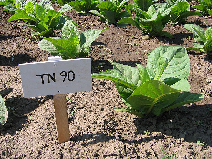 how much is a tobacco plant worth 1000 TN 90 Tobacco Seeds ~ Heirloom Nicotiana Tabacum ~ Early High Yield!