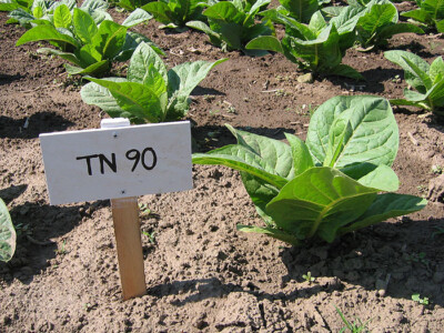 tobacco seeds ebay 1000 TN 90 Tobacco Seeds ~ Heirloom Nicotiana Tabacum ~ Early High Yield!