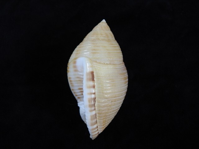 Picture 3 of 4
