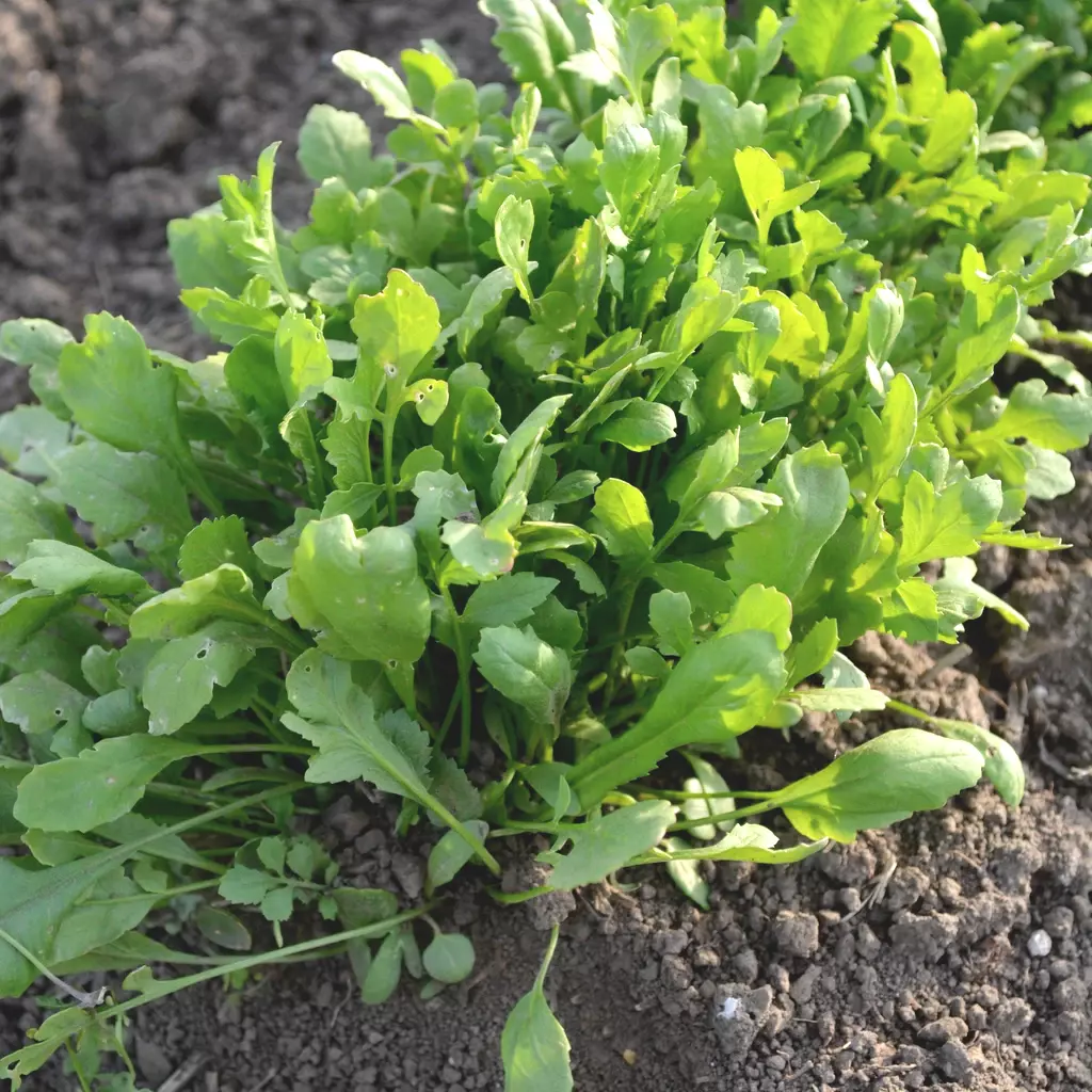 Cress Seeds - Watercress