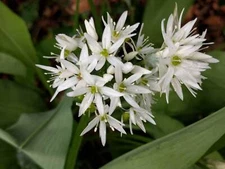 500 ALLIUM URSINUM Seeds (Wild Garlic) | NON-GMO | Free shipping | Garden seeds
