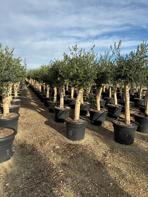 Olivenbaum Olive "35 Jahre" 180-190 cm, A+ Qualitt, winterhart, Olea  Lechin | eBay.de